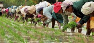 Read more about the article With 34% rise in direct sowing of rice this year, Punjab farmers save Rs 600 cr, 30% ground water