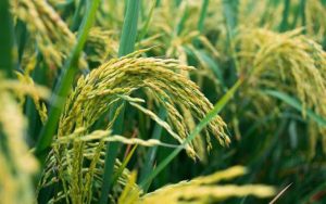 Read more about the article Unseasonal rains to harm rabi Crops: IMD