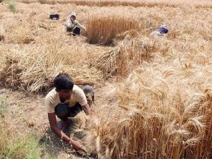 Read more about the article COVID-19: Bihar farmers suffer labour crunch, despite govt guidelines