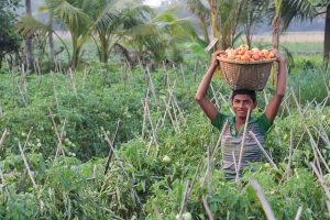Read more about the article Policymakers still talk of ‘food security’, it’s time to plan for ‘nutritional self-reliance’