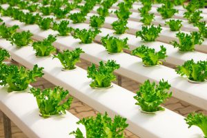 Read more about the article Organic Farming Market Changing Strategies to Provide Competitive Edge | Picks Organic Farm, Organic Farmers, The Indian Organic Farmers