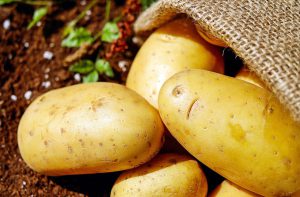 Read more about the article In seed-potato belt, farmers produced less for planting in new season