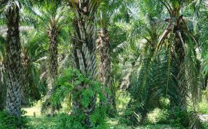 Read more about the article Godrej Agrovet launches ‘high yielding’ oil palm saplings