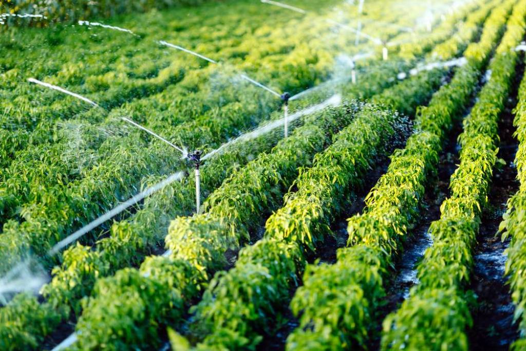 micro-irrigation