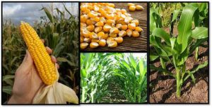 Read more about the article Why is Maize an Amazing Agri-product?