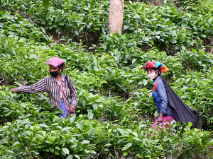 Read more about the article Tea Production in India Decreases by around 10%; Led to Increase in Price