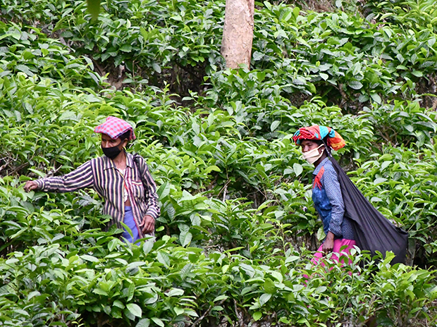 tea production