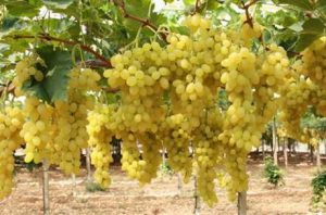 Read more about the article Niche Agriculture brings the freshness of “Queen of Fruits”, Grapes