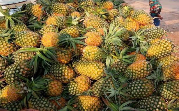 Read more about the article Queen Pineapple of Tripura: What’s So Special About This Variety?
