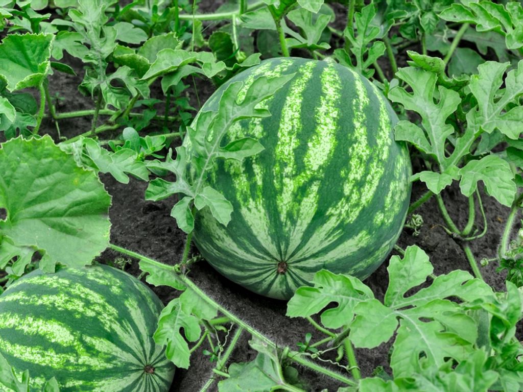 Read more about the article Indian Army Purchases Jharkhand Farmer’s Bumper Watermelon Harvest