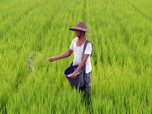 Read more about the article Rains halted, sowing of almost all major Kharif crops takes a big hit