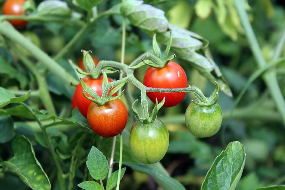Read more about the article 8 Best Vegetables to Grow in Monsoon