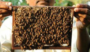 Read more about the article Haryana Bee Keeping Policy 2021: How It Will Help Farmers
