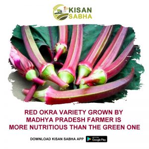 Read more about the article Red Okra Variety Grown by Madhya Pradesh Farmer Is More Nutritious Than The Green One