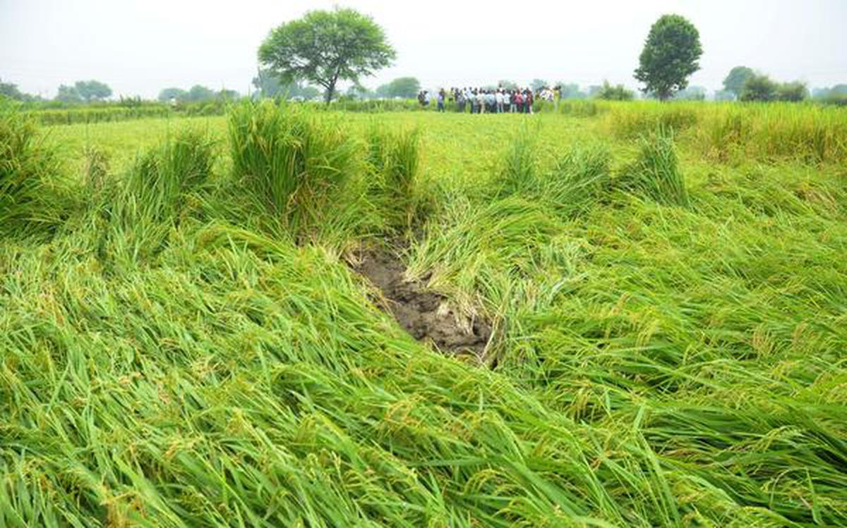 India sees uneven distribution of rainfall, may affect foodgrain production
