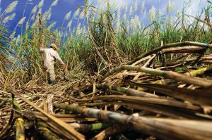 Read more about the article Amit Shah to decide on more sugar exports Likely to clear 7-12 lakh tonnes, including raws from mills and ports