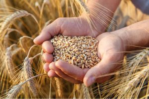 Read more about the article Wheat Prices Up 14% in 6 Weeks on Low Supply