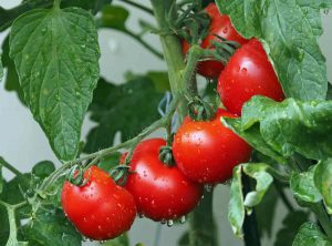 Read more about the article Tomato prices surge as rains damage crop