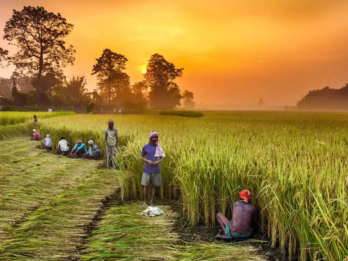 Read more about the article Paddy sowing down by 5.99 pc so far; major lag in Jharkhand, West Bengal, Chattisgarh