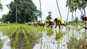 Read more about the article India’s natural farming policy should recognise women’s new role