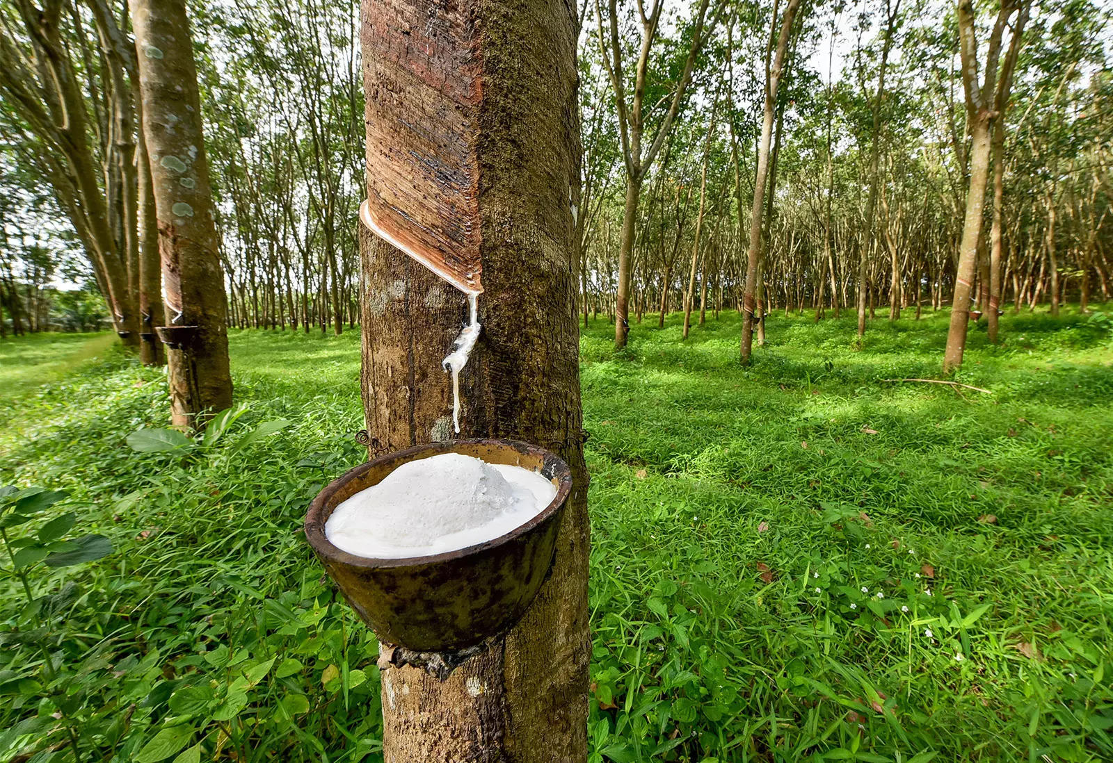 Read more about the article Vast stretch of land identified in North East and West Bengal for rubber cultivation