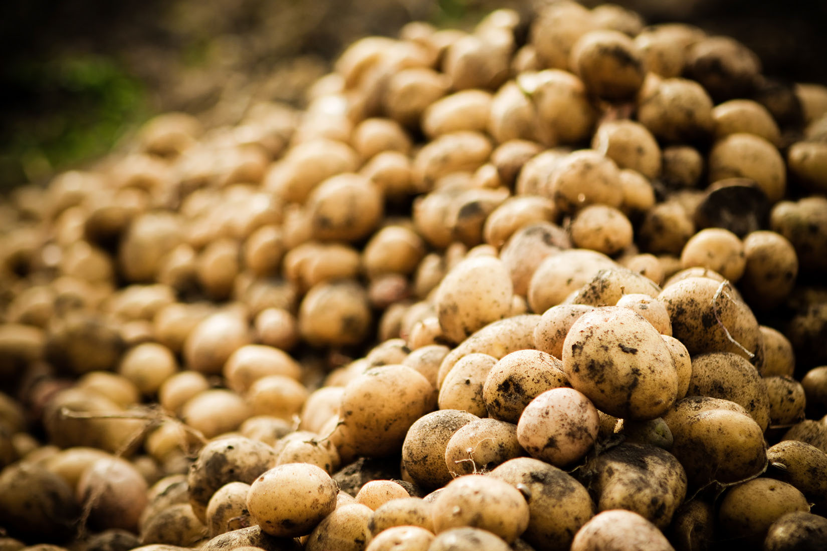 Read more about the article Significant rise in potato production in Assam: Agriculture minister