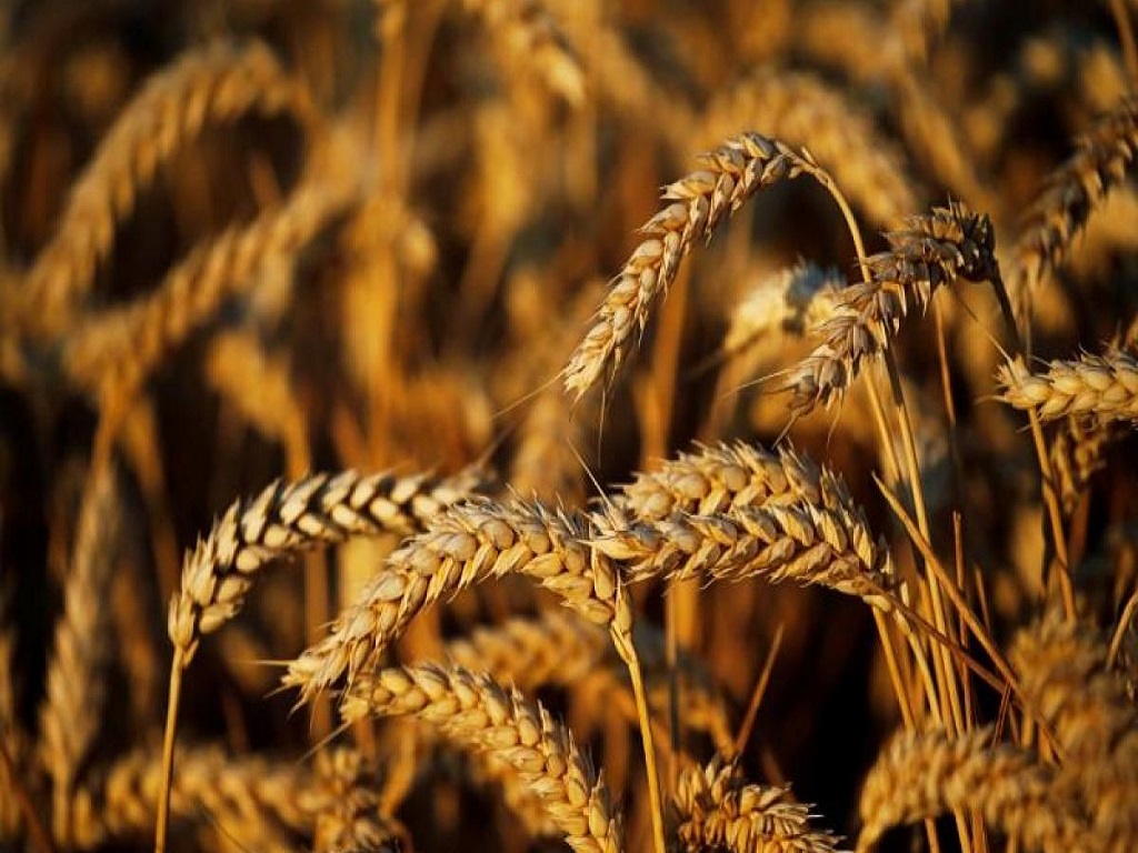 Wheat prices up 4%, more hikes expected on festive demand