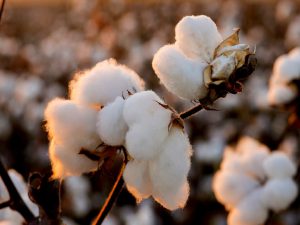 Read more about the article India’s Cotton Production to Increase by 15% in 2022-23