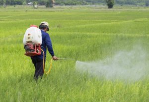 Read more about the article Scientists are Unsure about How ‘Nano Urea’ Benefits Crops