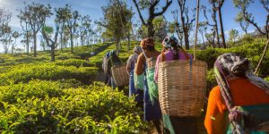 Read more about the article Total wage rate for tea estate workers in Assam to increase by 9%