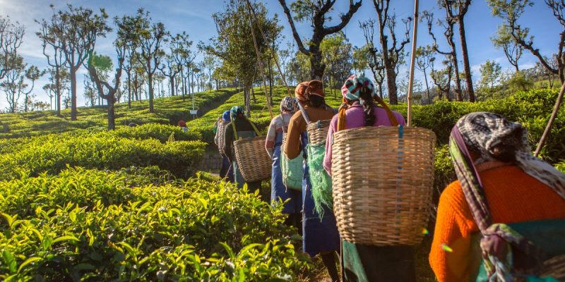 Total wage rate for tea estate workers in Assam to increase by 9%