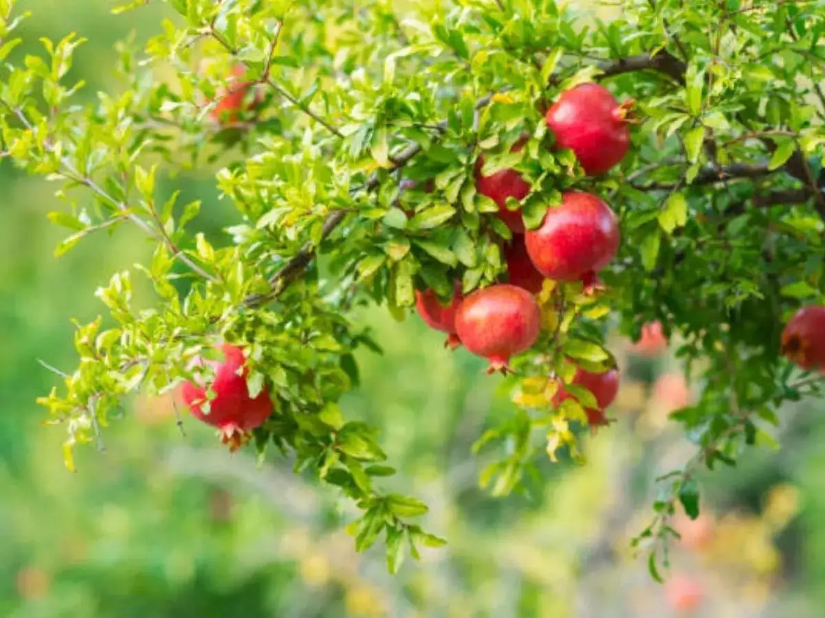 Team of scientists from ICAR completes genome sequencing for pomegranate