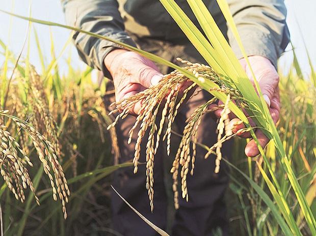 Crops' share in agriculture drops to 55.5%, shows data