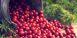 Read more about the article Cranberry farmers fight climate change to protect Thanksgiving staple