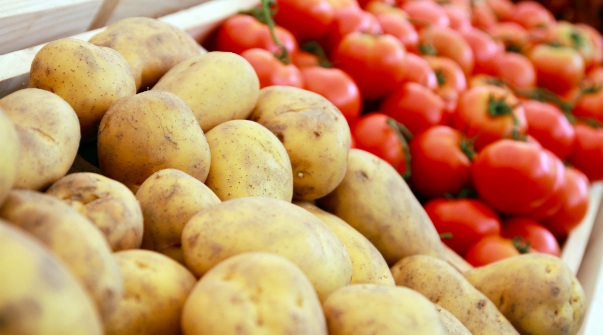 Potato, tomato production estimated to be down by 4-5 per cent in 2021-22