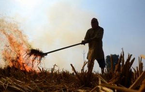 Read more about the article Stubble burning: Punjab govt suspends four agriculture officers for dereliction of duty