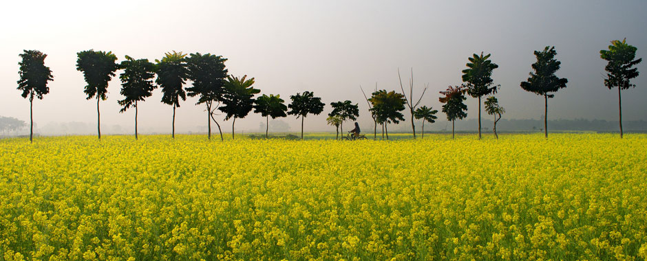 Read more about the article GM mustard will be ready for cultivation in three crop seasons: IARI Director