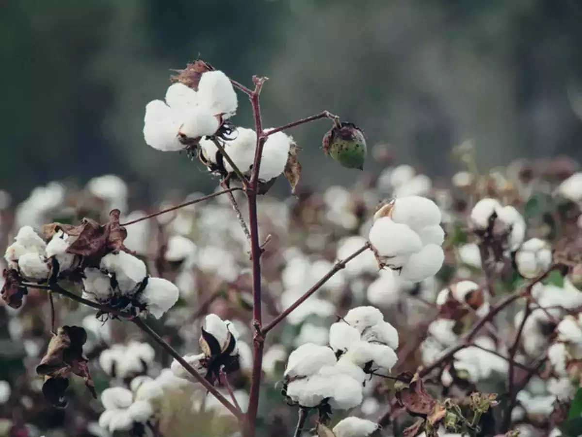 India's cotton exports stall as farmers delay sales hoping for higher prices