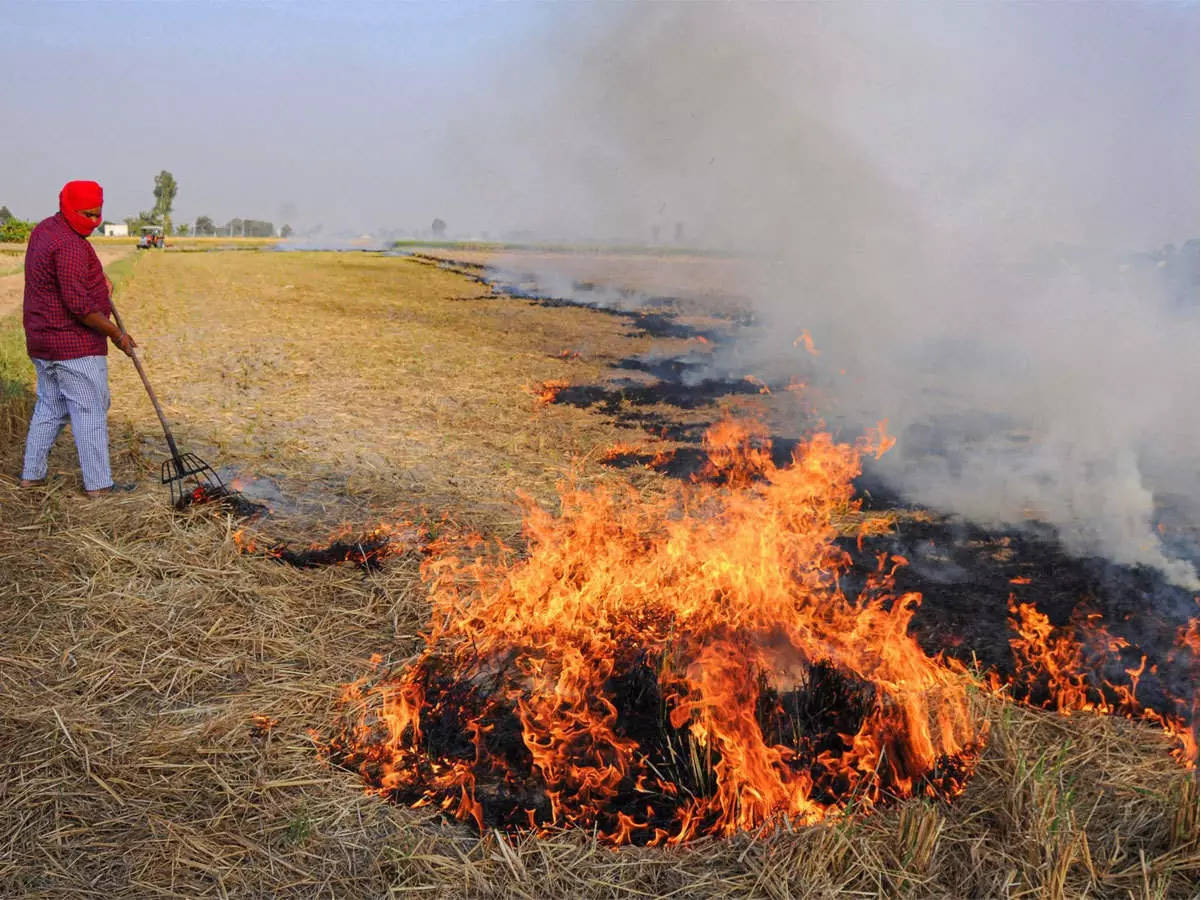 IARI trying higher yield in short-duration rice varieties to stop stubble burning in Punjab