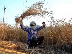 Read more about the article Pre-Budget meet: Farmers’ bodies ask government to lift export ban on wheat, other agricultural items