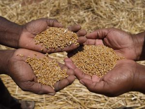 Read more about the article Wheat sown in 54,000 hectares, increase of 59% from last year: Govt data