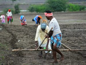 Read more about the article India’s rabi crops sowing rises 4.4% led by wheat