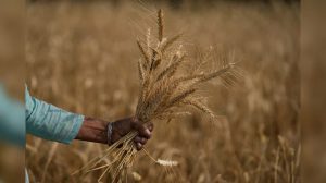 Read more about the article Wheat Stockpiles Above Buffer Stock Norm as of Oct, says Piyush Goyal