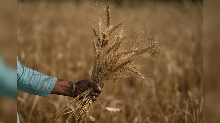 Wheat stockpiles above buffer stock norm as of Oct, says Piyush Goyal