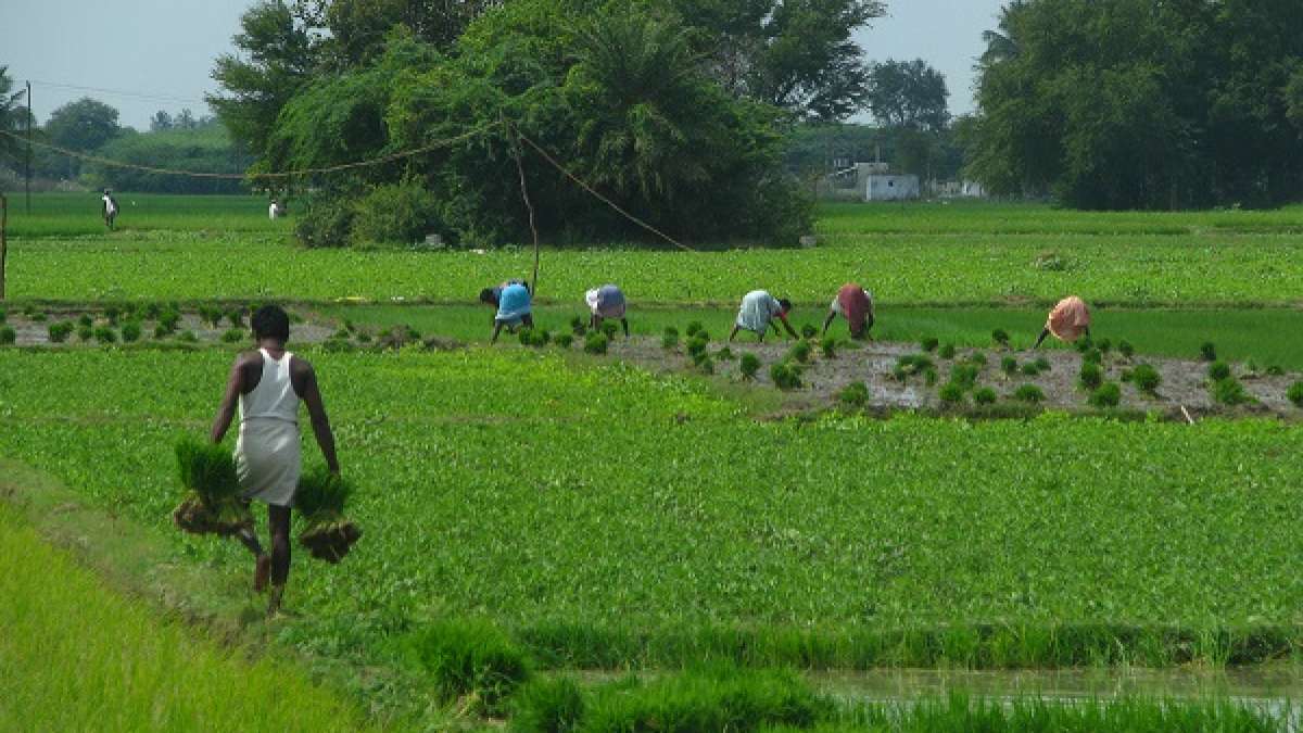 Agriculture sector remains resilient; Rabi sowing got off to a strong start: RBI