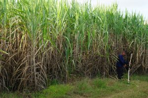 Read more about the article Sugar industry investing in improving cane yields