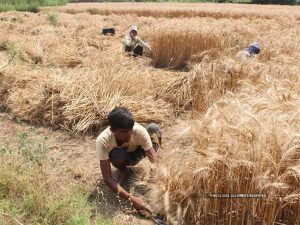 Read more about the article Govt sees bright prospect of wheat crop; current temperature conducive for higher yields