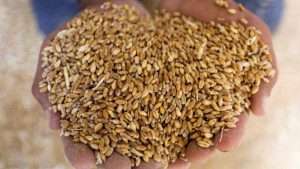 Read more about the article India eyes bumper wheat harvest in 2023 as record prices lead to more sowing