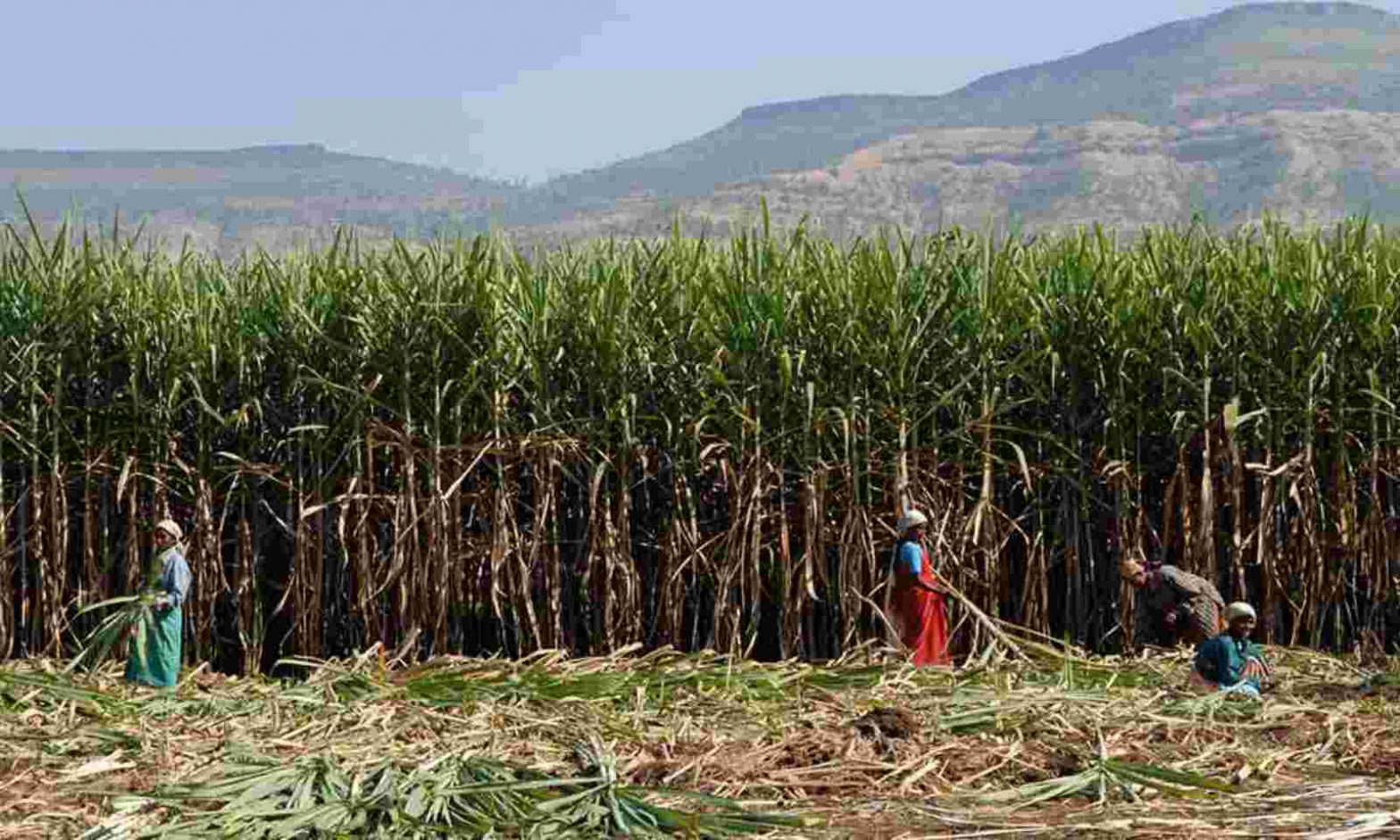 Adverse weather hits Indian cane crop and curtails sugar output
