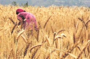 Read more about the article India’s wheat output may set new record of over 112 lakh tonnes in 2022-23: Govt officials
